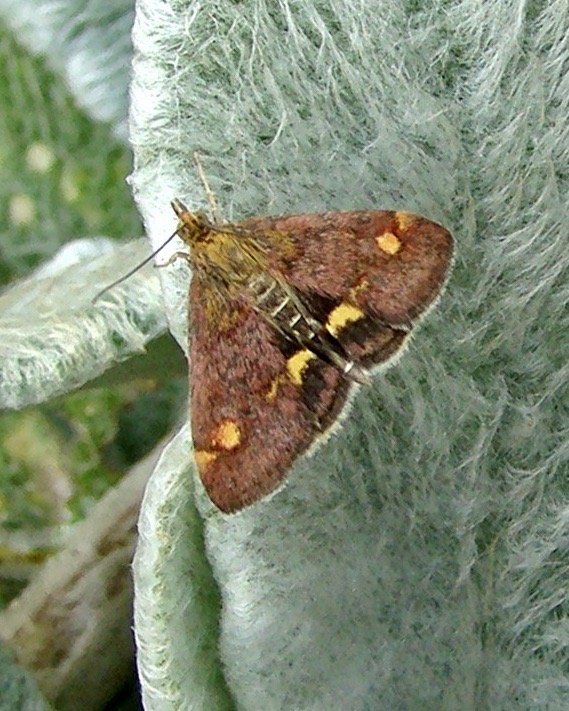 pyrausta aurata